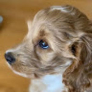 Meet your Posher, Audrey